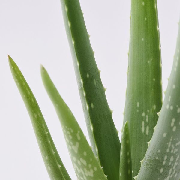 ALOE ВЕРА Кімнатна рослина Алое 12см 702.766.51 фото