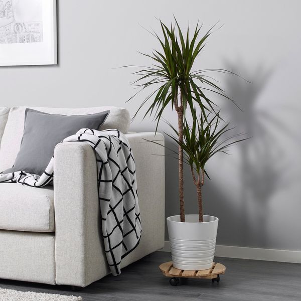 DRACAENA MARGINATA Кімнатна рослина, Драконове дерево/2 стебла, 19 см 404.084.55 фото