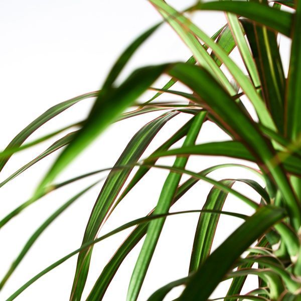 DRACAENA MARGINATA Кімнатна рослина, Драконове дерево/2 стебла, 19 см 404.084.55 фото