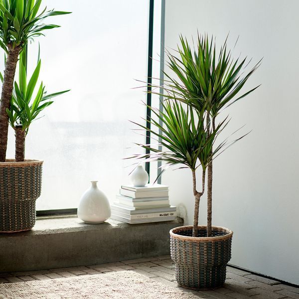 DRACAENA MARGINATA Кімнатна рослина, Драконове дерево/2 стебла, 19 см 404.084.55 фото