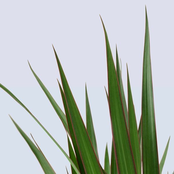 DRACAENA MARGINATA Кімнатна рослина, Драконове дерево/2 стебла, 19 см 404.084.55 фото