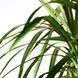 DRACAENA MARGINATA Кімнатна рослина, Драконове дерево/2 стебла, 19 см 404.084.55 фото 4