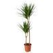 DRACAENA MARGINATA Кімнатна рослина, Драконове дерево/2 стебла, 19 см 404.084.55 фото 1