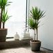 DRACAENA MARGINATA Кімнатна рослина, Драконове дерево/2 стебла, 19 см 404.084.55 фото 2