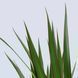 DRACAENA MARGINATA Кімнатна рослина, Драконове дерево/2 стебла, 19 см 404.084.55 фото 5