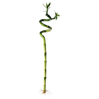 DRACAENA Рослина, Щасливий бамбук/Спіраль, 45 см 606.265.70 фото