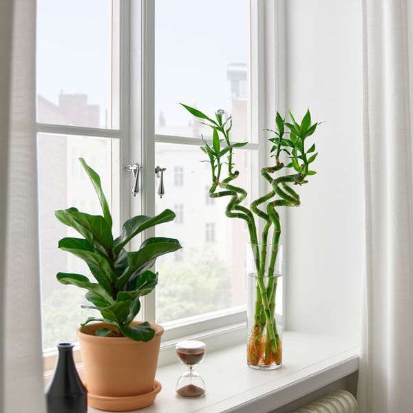 DRACAENA Рослина, Щасливий бамбук/Спіраль, 45 см 606.265.70 фото