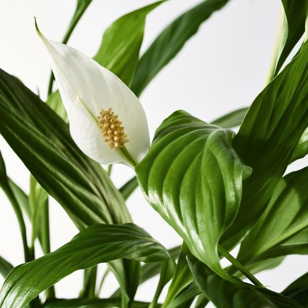 SPATHIPHYLLUM Кімнатна рослина лілія мирна 12 см 601.449.01 фото