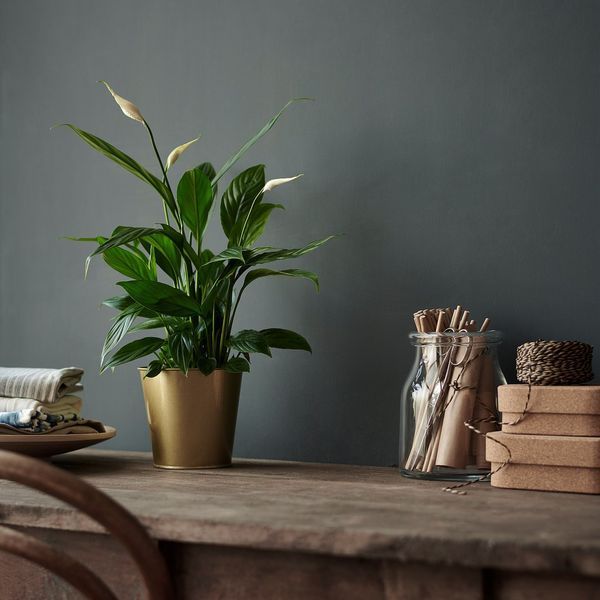 SPATHIPHYLLUM Кімнатна рослина лілія мирна 12 см 601.449.01 фото