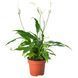 SPATHIPHYLLUM Кімнатна рослина лілія мирна 12 см 601.449.01 фото 1