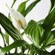 SPATHIPHYLLUM Кімнатна рослина лілія мирна 12 см 601.449.01 фото 3