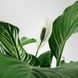 SPATHIPHYLLUM Кімнатна рослина лілія мирна 12 см 601.449.01 фото 4