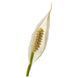 SPATHIPHYLLUM Кімнатна рослина лілія мирна 12 см 601.449.01 фото 5