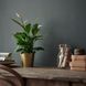 SPATHIPHYLLUM Кімнатна рослина лілія мирна 12 см 601.449.01 фото 2